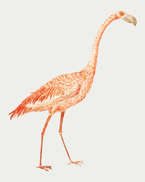 Kostenloser Vektor flamingo im vintage-stil