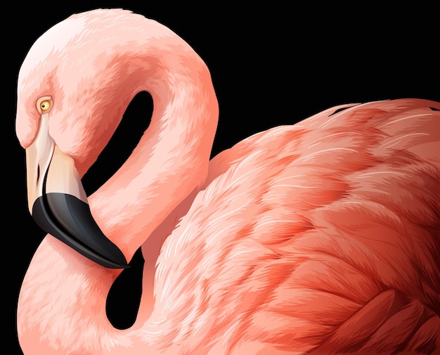 Flamingo