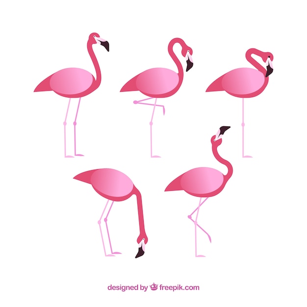 Flamingos-Kollektion mit verschiedenen Haltungen im flachen Stil