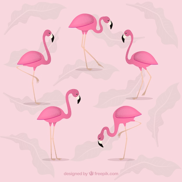 Flamingos-kollektion mit verschiedenen haltungen im flachen stil