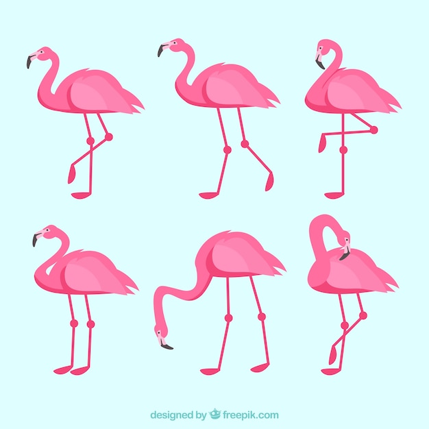 Flamingos-kollektion mit verschiedenen haltungen im flachen stil