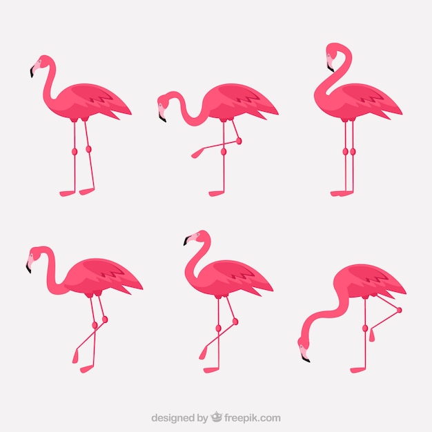 Kostenloser Vektor flamingos-kollektion mit verschiedenen haltungen im flachen stil