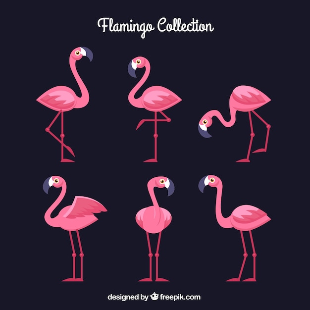 Kostenloser Vektor flamingos-kollektion mit verschiedenen haltungen im flachen stil