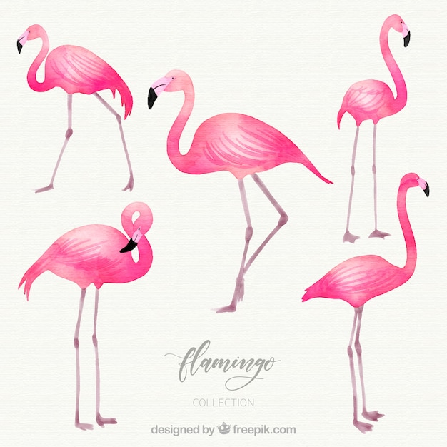 Flamingos Sammlung mit verschiedenen Haltungen in Aquarell-Stil