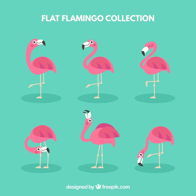 Kostenloser Vektor flamingosammlung mit verschiedenen haltungen