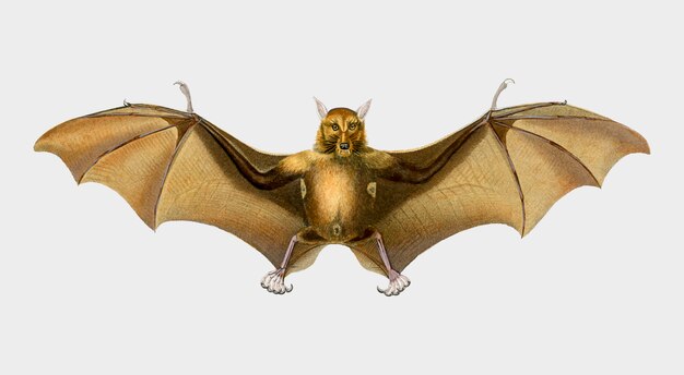 Fledermaus