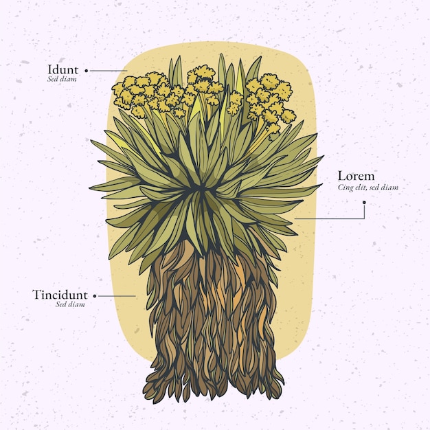 Kostenloser Vektor frailejon-anlagenillustration des flachen designs