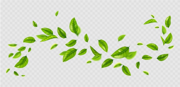 Frische grüne Blätter fliegen im Wind