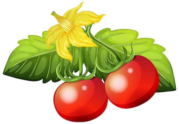 Frische Tomaten auf weißem Hintergrund