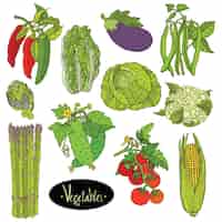 Kostenloser Vektor frisches gemüse-set aubergine, kohl, paprika, bohnen, tomaten, gurken, spargel, blumenkohl, artischocken, salat, mais