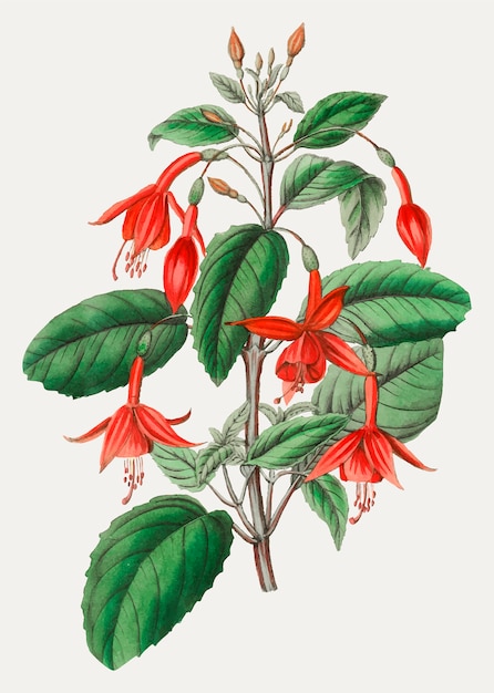 Fuchsia Blume