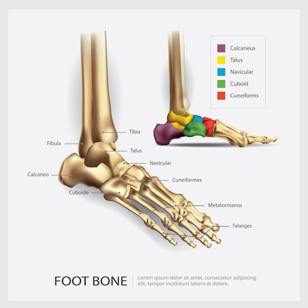 Fußknochenanatomie illustration