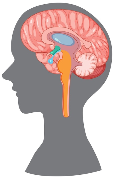 Kostenloser Vektor gehirn-hypothalamus im menschlichen silhouettenvektor