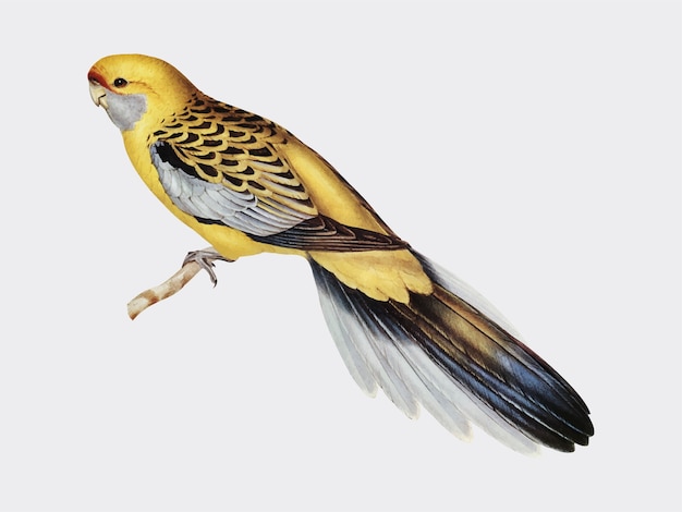 Gelb-rumped Sittichabbildung