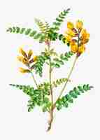 Kostenloser Vektor gelbe cytisus wolgaricus-blume