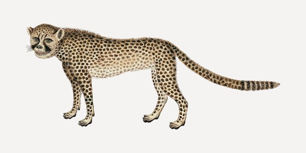 Kostenloser Vektor gepard-vektor-antike aquarell-tierillustration, remixed aus den kunstwerken von robert jacob gordon