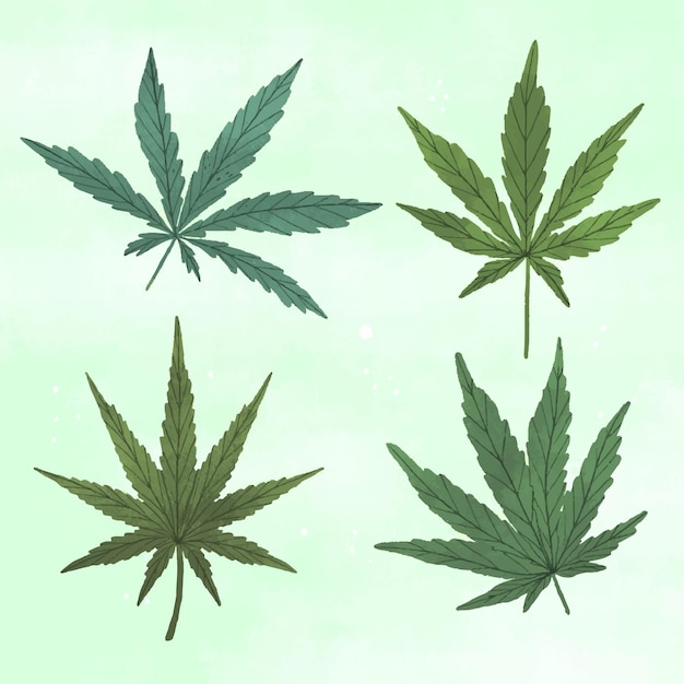 Gezeichnete botanische Cannabisblätter