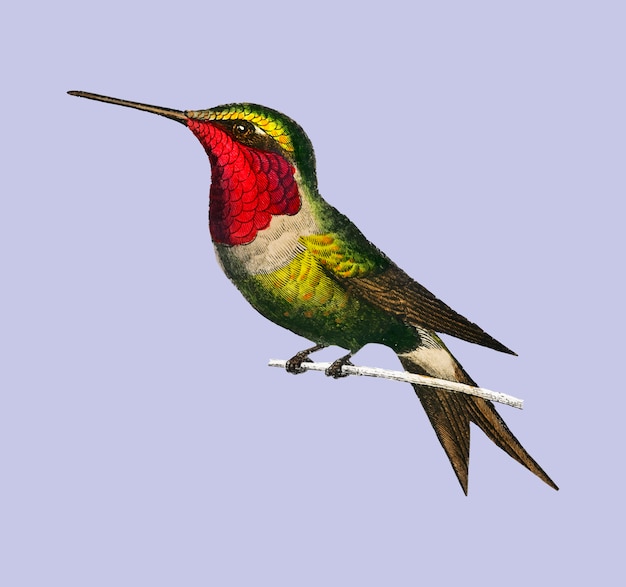 Kostenloser Vektor granat-throated kolibri