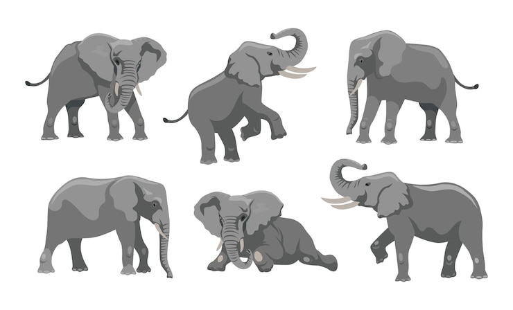 Kostenlose Vektor grauer elefant in verschiedenen positionen karikaturillustrationssatz. großer afrikanischer säugetiercharakter mit großen ohren und rüssel, der auf weißem hintergrund geht, liegt und springt. tier-, zoo-, wildtierkonzept
