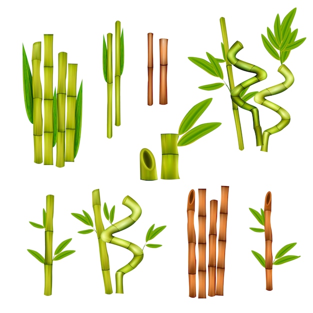 Kostenloser Vektor grüne dekorative bambuselemente
