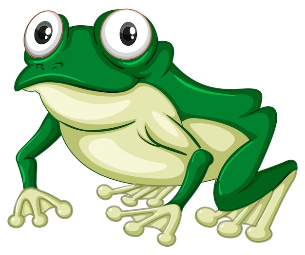 Grüner frosch auf weißem hintergrund