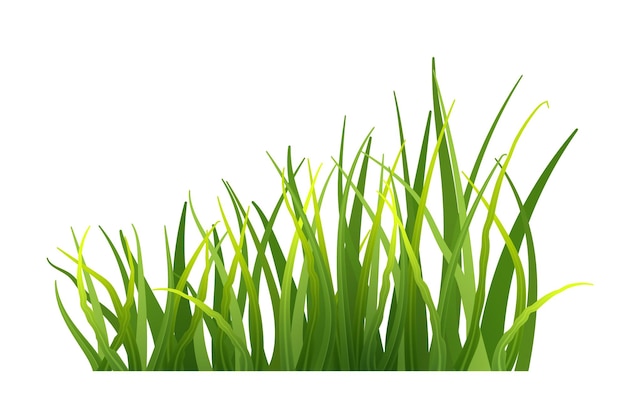 Kostenloser Vektor grünes gras realistisch frische frühlingspflanzen isoliert auf transparentem hintergrund