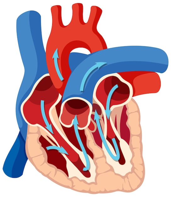 Kostenloser Vektor grundlegende anatomie des menschlichen herzens