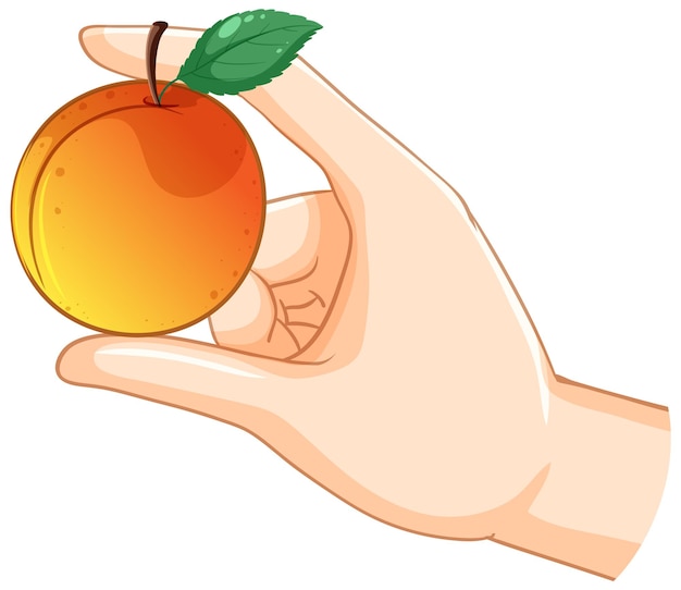 Hand, die einen Pfirsich hält