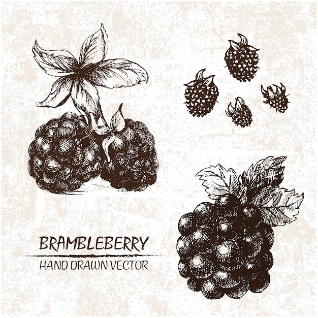 Hand gezeichnet brambleberry design