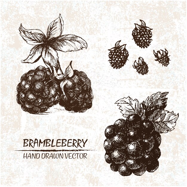 Hand gezeichnet brambleberry Design