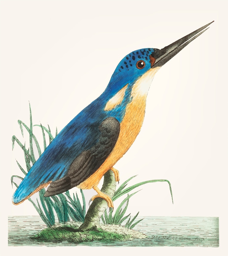 Kostenlose Vektor hand gezeichnet vom tiefen blauen eisvogel