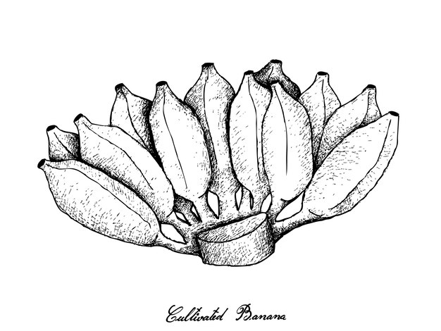 Hand Gezeichnet Von Autumn Fruits Reife Bananen Premium Vektor