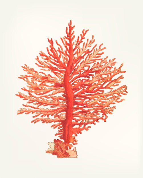 Kostenloser Vektor hand gezeichnet von pinnated gorgonia