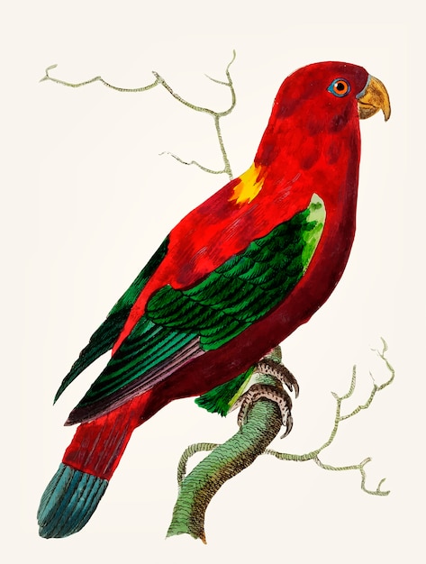 Hand gezeichnet von Scharlachrot Lory