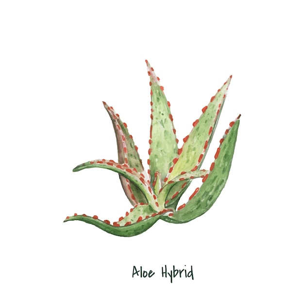 Hand gezeichnete aloe-hybridpflanze