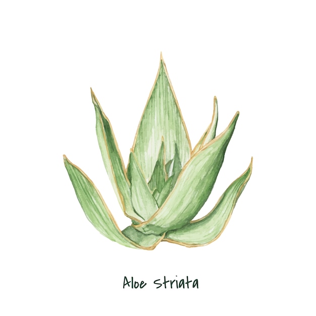 Hand gezeichnete Aloe striata Anlage