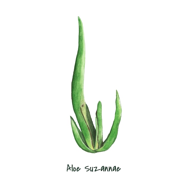 Hand gezeichnete Aloe suzannae Anlage
