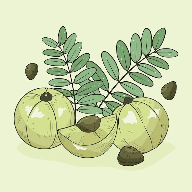 Kostenloser Vektor hand gezeichnete amla-frucht illustriert