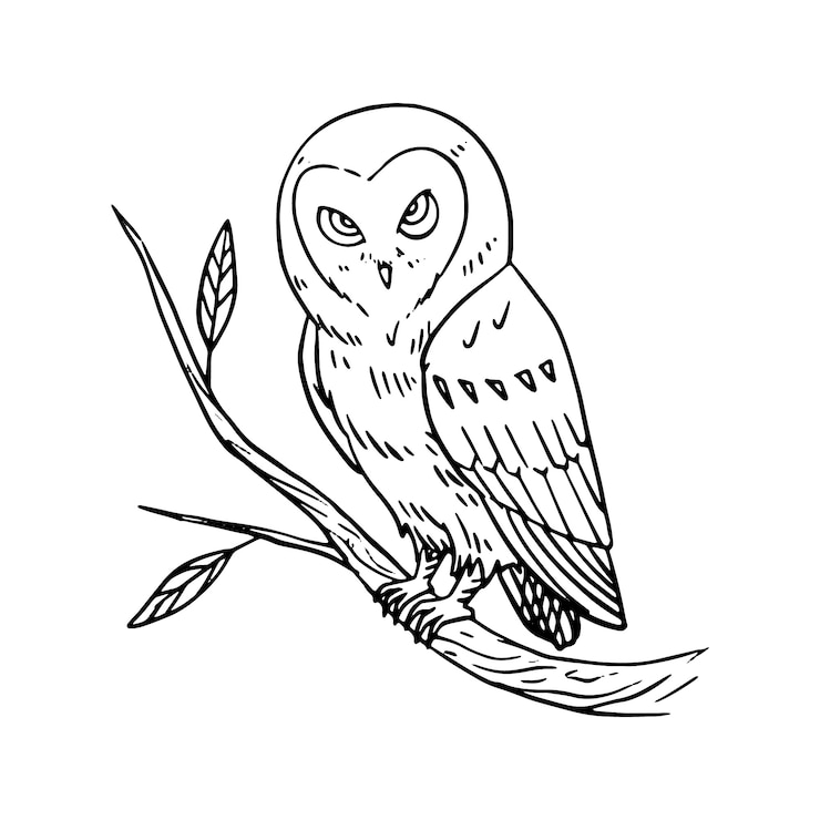 Kostenlose Vektor hand gezeichnete eulen-umrissillustration