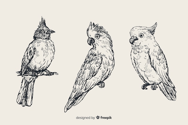 Kostenloser Vektor hand gezeichnete exotische vogelsammlung