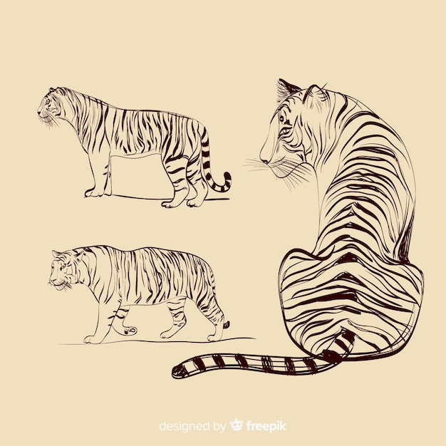 Kostenloser Vektor hand gezeichnete farblose tigersammlung