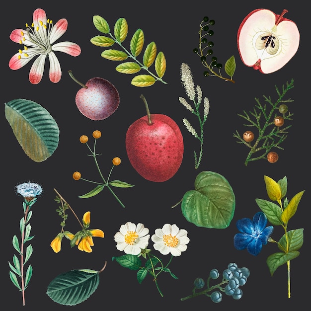 Hand gezeichnete Illustration des Obst- und Blumenweinlesesatzes