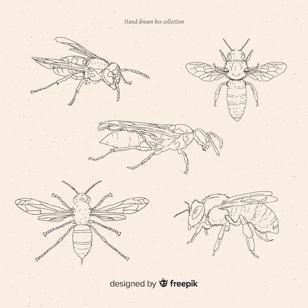 Kostenloser Vektor hand gezeichnete insektenskizzensammlung