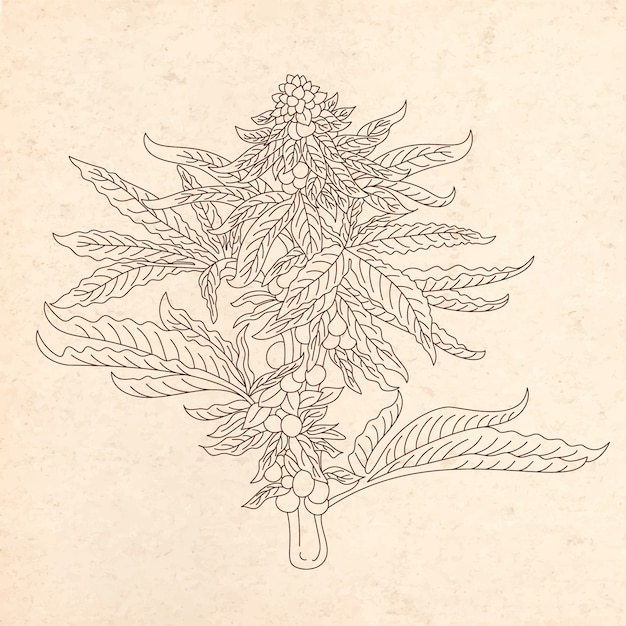 Hand gezeichnete marihuana-blatt-umrissillustration