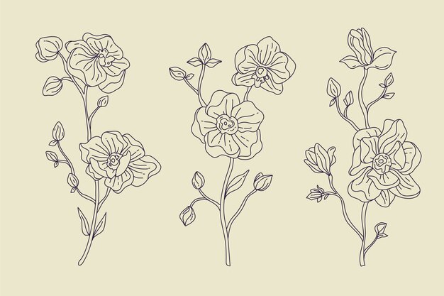 Hand gezeichnete Orchideen-Umrissillustration