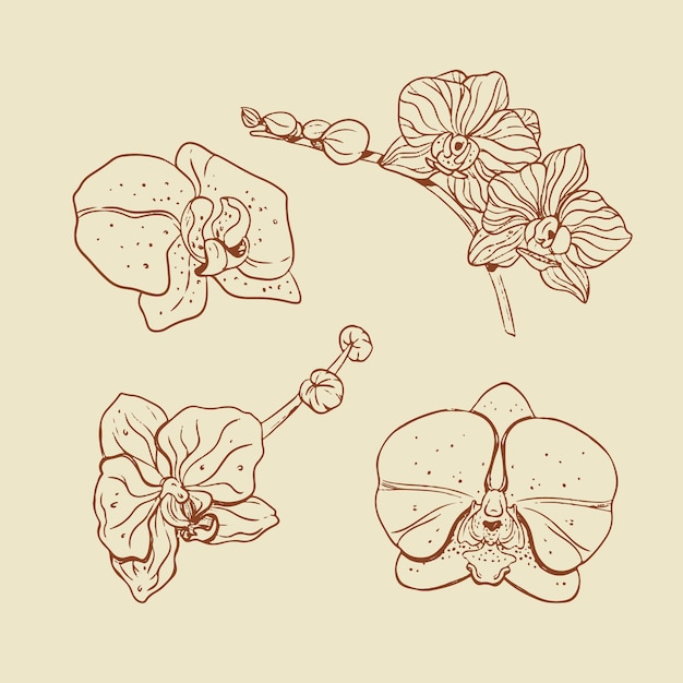 Hand gezeichnete orchideen-umrissillustration