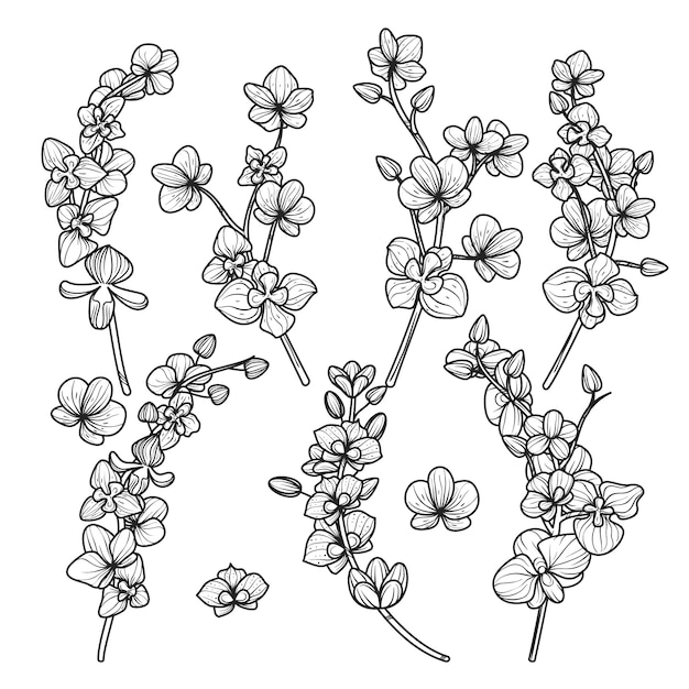 Kostenloser Vektor hand gezeichnete orchideen-umrissillustration