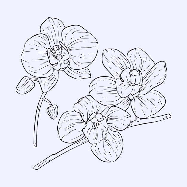 Kostenloser Vektor hand gezeichnete orchideen-umrissillustration