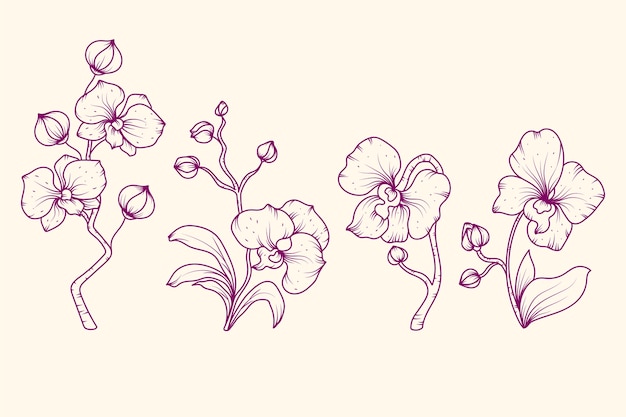 Hand gezeichnete Orchideen-Umrissillustration