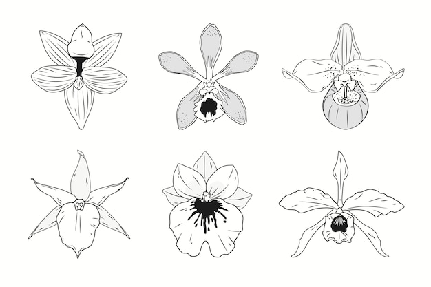 Hand gezeichnete orchideen-umrissillustration